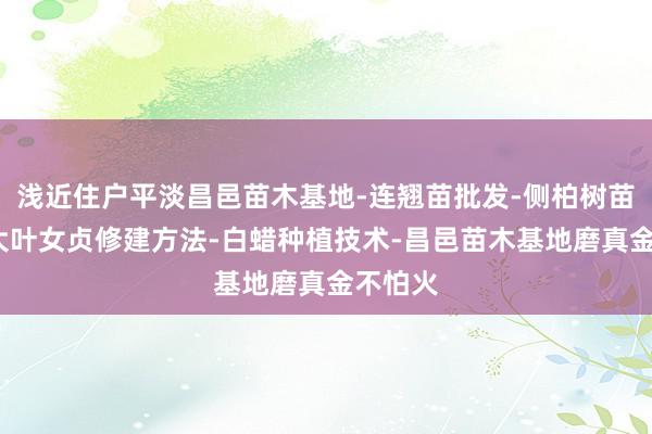 浅近住户平淡昌邑苗木基地-连翘苗批发-侧柏树苗价格-大叶女贞修建方法-白蜡种植技术-昌邑苗木基地磨真金不怕火
