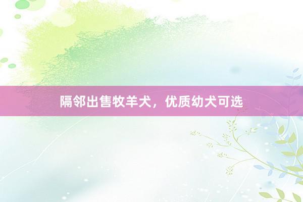 隔邻出售牧羊犬，优质幼犬可选